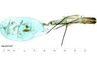Perizoma hydrata