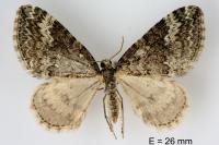 Perizoma hydrata