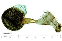 Eupithecia venosata