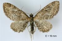 Eupithecia vulgata