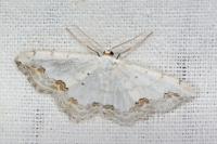 Scopula ornata