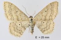 Scopula incanata