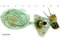Scopula incanata