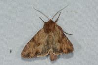 Apamea sublustris