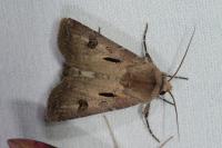 Agrotis exclamationis exclamationis