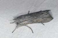 Cucullia campanulae