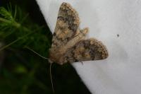 Dichagyris renigera funestissima