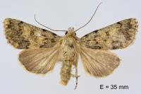 Dichagyris renigera funestissima