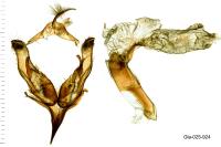 Dichagyris renigera funestissima
