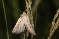 Leucania comma