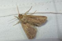Mythimna albipuncta