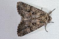 Pachetra sagittigera