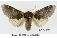Notodonta dromedarius