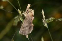 Pterostoma palpina