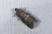 Acrobasis marmorea
