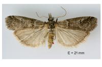 Acrobasis obliqua