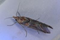 Ancylosis cinnamomella