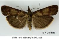 Hypochalcia ahenella