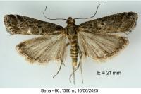 Delplanqueia dilutella
