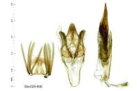 Delplanqueia dilutella