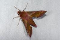 Deilephila porcellus