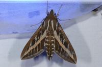 Hyles livornica
