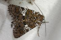 Hadena albimacula
