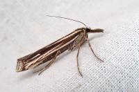 Ancylolomia disparalis