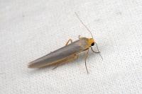 Eilema caniola