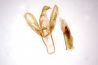 Eilema caniola