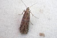 Huertasiella italogallicella