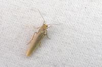 Indalia pygmaeola pallifrons