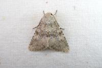 Polymixis dubia