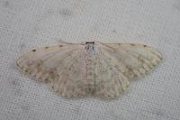 Scopula submutata roseonitens