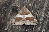Dysgonia algira