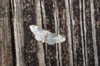 Idaea filicata