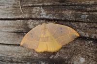 Watsonalla binaria
