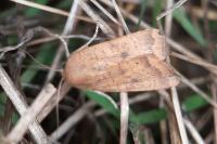 Noctua interjecta