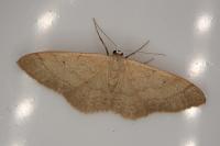 Idaea straminata