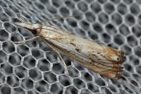 Catoptria falsella