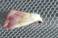 Eublemma purpurina