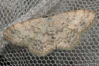 Scopula marginepunctata