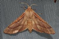 Lasiocampa trifolii trifolii