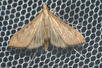 Antigastra catalaunalis