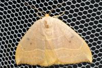 Watsonalla binaria