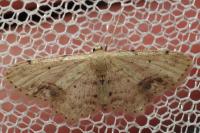 Idaea dimidiata