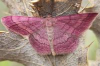 Scopula rubiginata