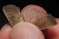 Hoplodrina ambigua