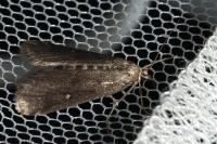 Parapoynx stratiotata