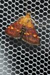 Pyrausta aurata
